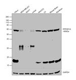 PPP2R1A Antibody in Western Blot (WB)