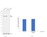 TRIM28 Antibody