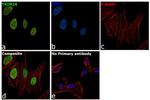 TRIM28 Antibody in Immunocytochemistry (ICC/IF)