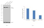 HYOU1 Antibody in Western Blot (WB)