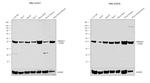 Aldolase C Antibody