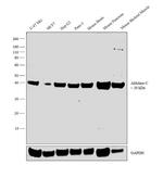 Aldolase C Antibody in Western Blot (WB)