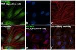 PYCARD Antibody