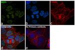 MDC1 Antibody in Immunocytochemistry (ICC/IF)