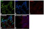 ISL1 Antibody in Immunocytochemistry (ICC/IF)