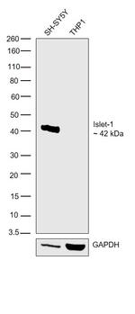 ISL1 Antibody