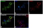 p47phox Antibody in Immunocytochemistry (ICC/IF)
