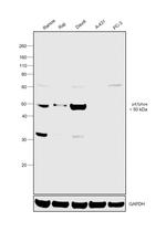 p47phox Antibody in Western Blot (WB)