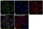 CDK4 Antibody in Immunocytochemistry (ICC/IF)