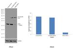 CDK4 Antibody