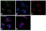 IFNGR1 Antibody in Immunocytochemistry (ICC/IF)