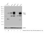 IFNGR1 Antibody in Western Blot (WB)