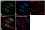 NRF1 Antibody in Immunocytochemistry (ICC/IF)