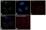 RRM2 Antibody in Immunocytochemistry (ICC/IF)