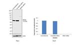 RRM2 Antibody in Western Blot (WB)