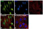 TrxR1 Antibody in Immunocytochemistry (ICC/IF)