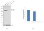 alpha Actinin 2 Antibody in Western Blot (WB)