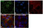 TFAM Antibody in Immunocytochemistry (ICC/IF)