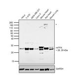 TFAM Antibody in Western Blot (WB)