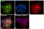 GNAI3 Antibody in Immunocytochemistry (ICC/IF)