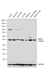 GNAI3 Antibody in Western Blot (WB)