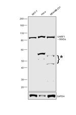 UHRF1 Antibody in Western Blot (WB)