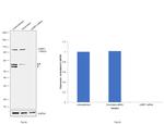 UHRF1 Antibody in Western Blot (WB)