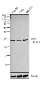 RPS3 Antibody in Western Blot (WB)