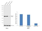 Arginase 2 Antibody in Western Blot (WB)