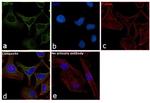 HSP70 Antibody in Immunocytochemistry (ICC/IF)