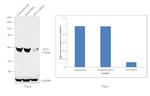 GLI3 Antibody in Western Blot (WB)