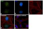 ETS2 Antibody in Immunocytochemistry (ICC/IF)