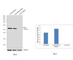 ETS2 Antibody in Western Blot (WB)