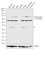 COX1 Antibody in Western Blot (WB)