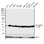 Cyclophilin A Antibody in Western Blot (WB)