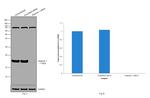 Stathmin 1 Antibody in Western Blot (WB)