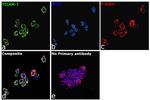 TRIF Antibody in Immunocytochemistry (ICC/IF)