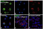 TRIF Antibody in Immunocytochemistry (ICC/IF)