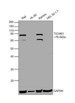 TRIF Antibody in Western Blot (WB)