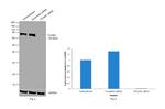 TRIF Antibody in Western Blot (WB)