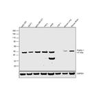 Flotillin 1 Antibody in Western Blot (WB)