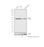 PDCD4 Antibody in Western Blot (WB)