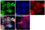 METTL3 Antibody in Immunocytochemistry (ICC/IF)