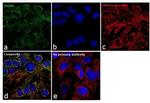 OGDH Antibody in Immunocytochemistry (ICC/IF)