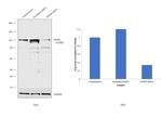 OGDH Antibody in Western Blot (WB)