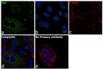 HK1 Antibody in Immunocytochemistry (ICC/IF)