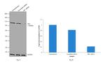 HK1 Antibody in Western Blot (WB)