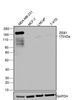 ZEB1 Antibody in Western Blot (WB)