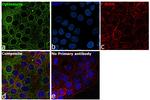 Optineurin Antibody in Immunocytochemistry (ICC/IF)