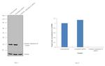 Carbonic Anhydrase II Antibody in Western Blot (WB)